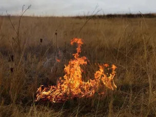 В регионе ожидается высокая (4 класс) пожароопасность лесов и торфяников